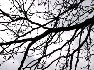 Bare-trees-against-a-winter-sky-always-an-inspiration